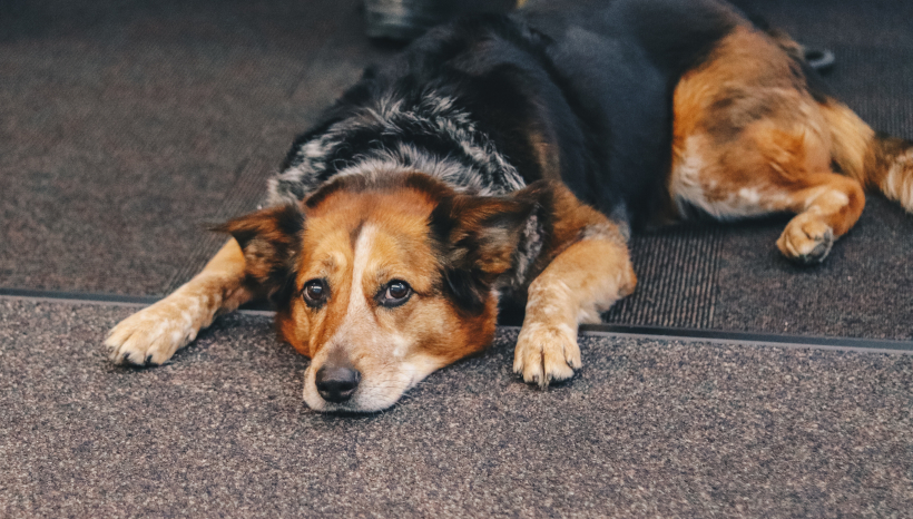 Dog Wracked With Guilt After Leaving Owner Alone for Ten Whole Minutes