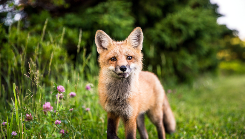 Study Shows Foxes Actually Just Misunderstood Dogs